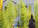 cottage6p3chstatue2Bali